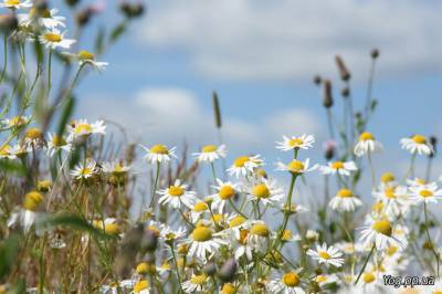 Секреты исцеления травами